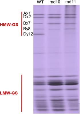 Premature Termination Codon of 1Dy12 Gene Improves Cookie Quality in Ningmai9 Wheat